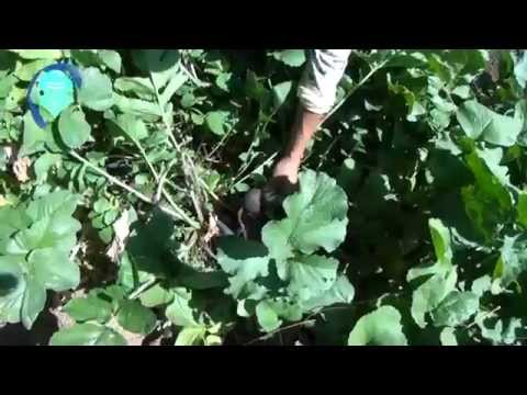 ¿Qué es la agroecología?