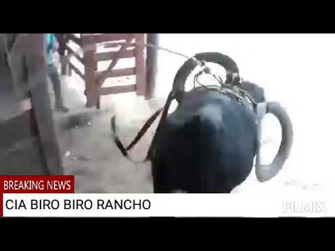NOVAS AQUISIÇÃO DA CIA BIRO BIRO RANCHO EDA CIA ADB