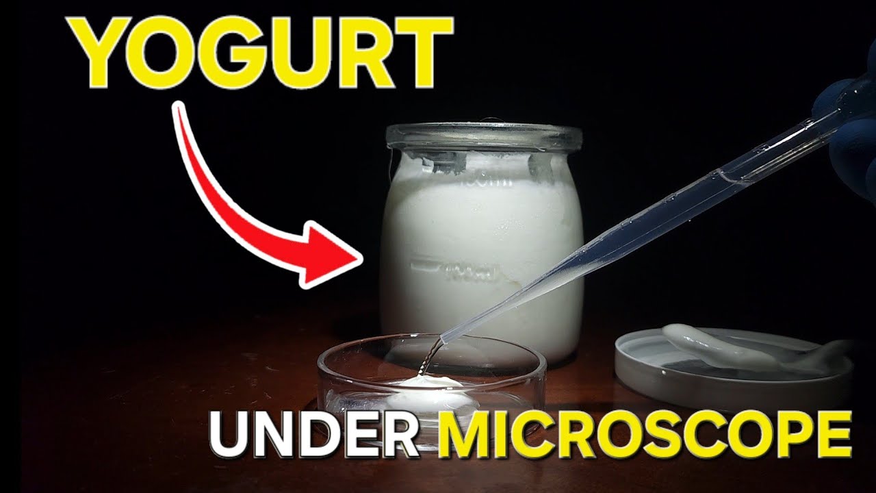 Homemade Yogurt Under Microscope