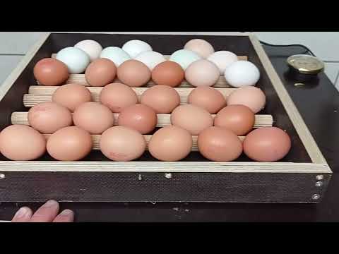 Hühnereier selber ausbrüten Tag 1,  Brutmaschine / Motorbrüter selber bauen