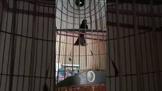 Download lagu SRIGUNTING ANTENA HITAM #birds #gacor #beautiful mp3