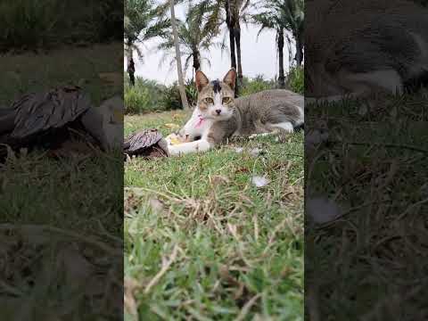 cats hunt birds, cats are cunning animals, beautiful face the cat moment video