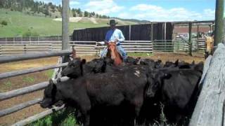 preview picture of video 'Ranchers Care: Low-stress Cattle Handling with Ed and David Fryer'