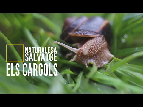 Els cargols, la fúria indomable (Naturalesa salvatge) | Esquetxes; comèdia en #català T2