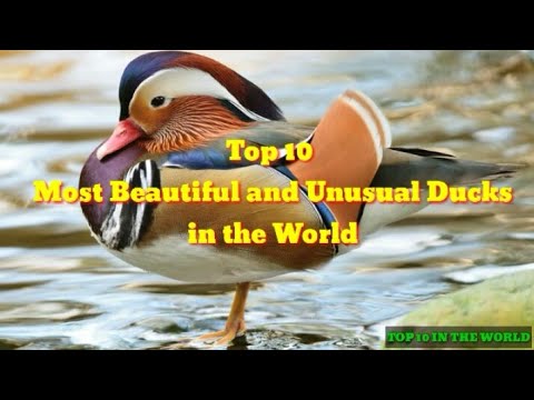 Top 10 Most Beautiful and Unusual Ducks in The World!