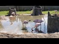Lesser Flamingos At The Wildlife World Zoo