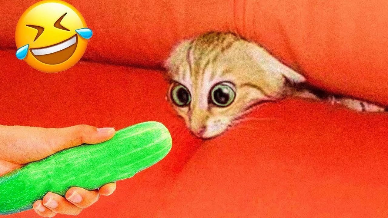 You Laugh You Lose 🤣😂 Funniest Cats and Dogs Videos 2026 😽🐶 Part 25