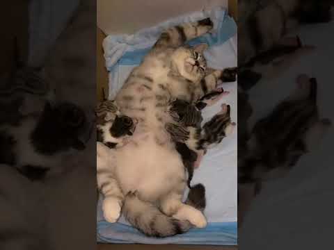 cat video song#cat#cat song#cat video#cat carton#shorts#viral#funny cat and kittens#cat baby#ytshort