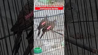 Download lagu Perbedaan Suara Perkutut Jantan dan Betina #shorts mp3