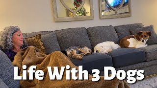 Living with 3 Dogs: What No One Tells You!