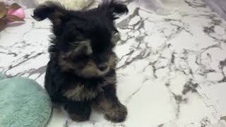 ハーフ犬の動画01