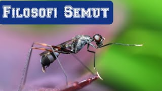 Download lagu Motivasi Hidup - Filosofi Semut mp3
