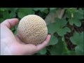 Melons, Melons, Melons! - Vertical Melons! 