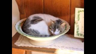 Qué pensaran de nosotros en Japón-Calle 13 (Sareli D.R.).wmv