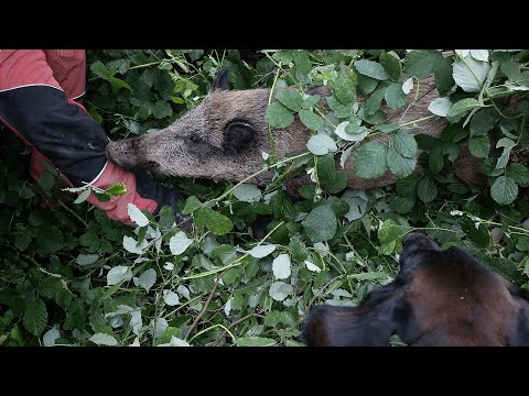 Wild boar bites dog handler in the leg! | Corn hunting with a drone (Drones in hunting)