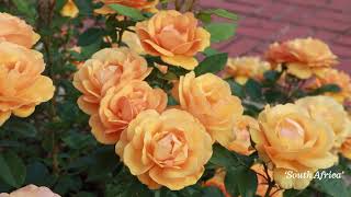 Dunn Formal Rose Garden | Virtual Visit