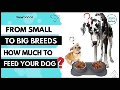 How much should I feed my dog? || Monkoodog