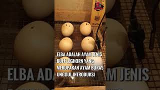 Download lagu Proses PENETASAN TELUR AYAM ELBA (Ayam Kampung Petelur) mp3 Download lagu Proses PENETASAN TELUR AYAM ELBA (Ayam Kampung Petelur) mp3