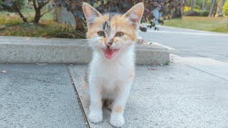 The Cutest Kitten on the Planet