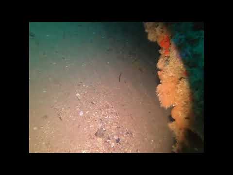 👉 Épave CHAGOUR en plongée sous-marine | Wreck Dive spectaculaire