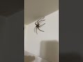 Big Spider