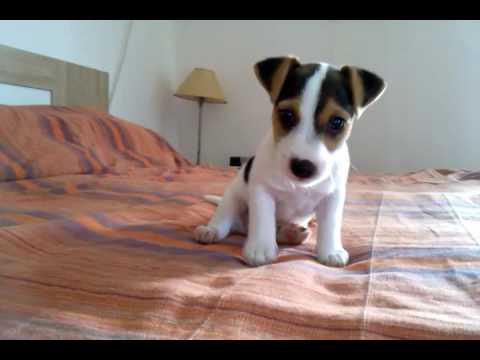 Jack Russel puppy, 49 days old
