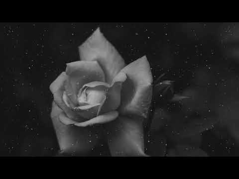 "Gulab" - Russ x J.Cole Ft. Jaden Smith Type Beat (Prod. By TrippySangeet) || Chill Beat