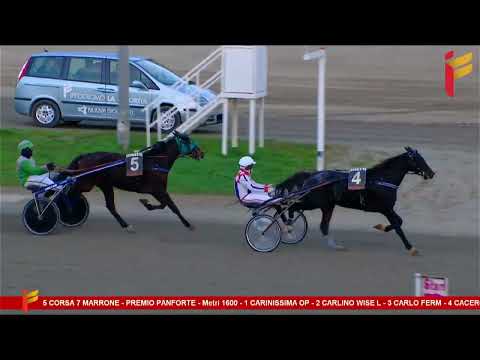 VII Corsa del 27 dicembre 2022 - 4 Anni - Metri 1600