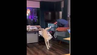 Video preview image #1 American Staffordshire Terrier-Unknown Mix Puppy For Sale in Corona, CA, USA