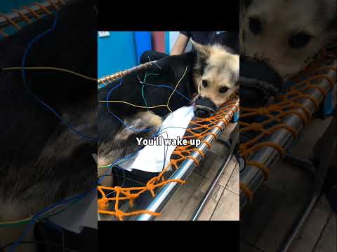 Tiger’s Journey: From Tetraparalysis to Full Speed 🐾