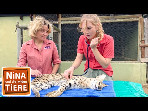Die geheimnisvolle Raubkatze namens Serval | Reportage für Kinder | Nina und die wilden Tiere