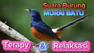 Download lagu Suara Burung MURAI BATU.. therapy dan relaksasi mp3