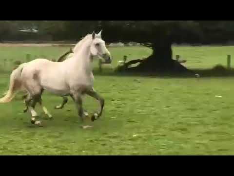 Irish Draught Grey Colt Foal - Image 2