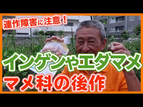 エンドウ豆 植物