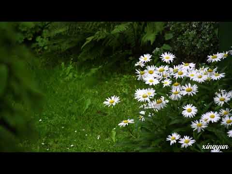 【1 hour】「Kevin Kern – Sundial Dreams」| Piano | 1 Hour Loop | Study & Sleep & Focus