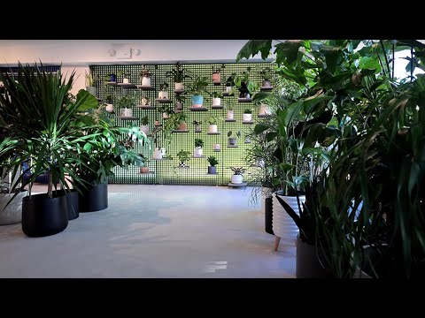 Jungle NYC Indoor Plant Store