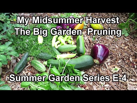 Planting My 'Summer Garden' E-4: A July Heavy Pruning is Key to A Garden's Health & A Big Harvest