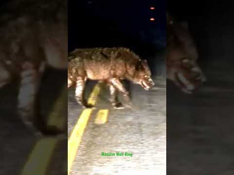 El Rey De Los Lobos provocó el pánico (Wolf King) ⁉️❗ #dog #animals #wildanimals #animales #amazing