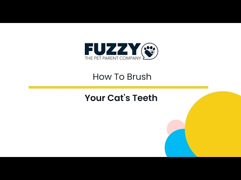 How To Brush A Cat's Teeth & Fix Bad Cat Breath