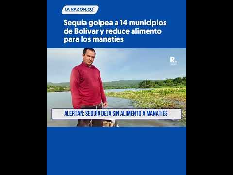 Sequía golpea a 14 municipios de Bolívar y reduce alimento para los manatíes