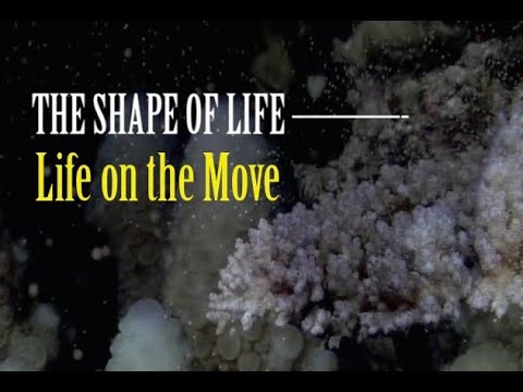 The Shape of Life - 2 of 8: Life on the Move (Cnidarians)