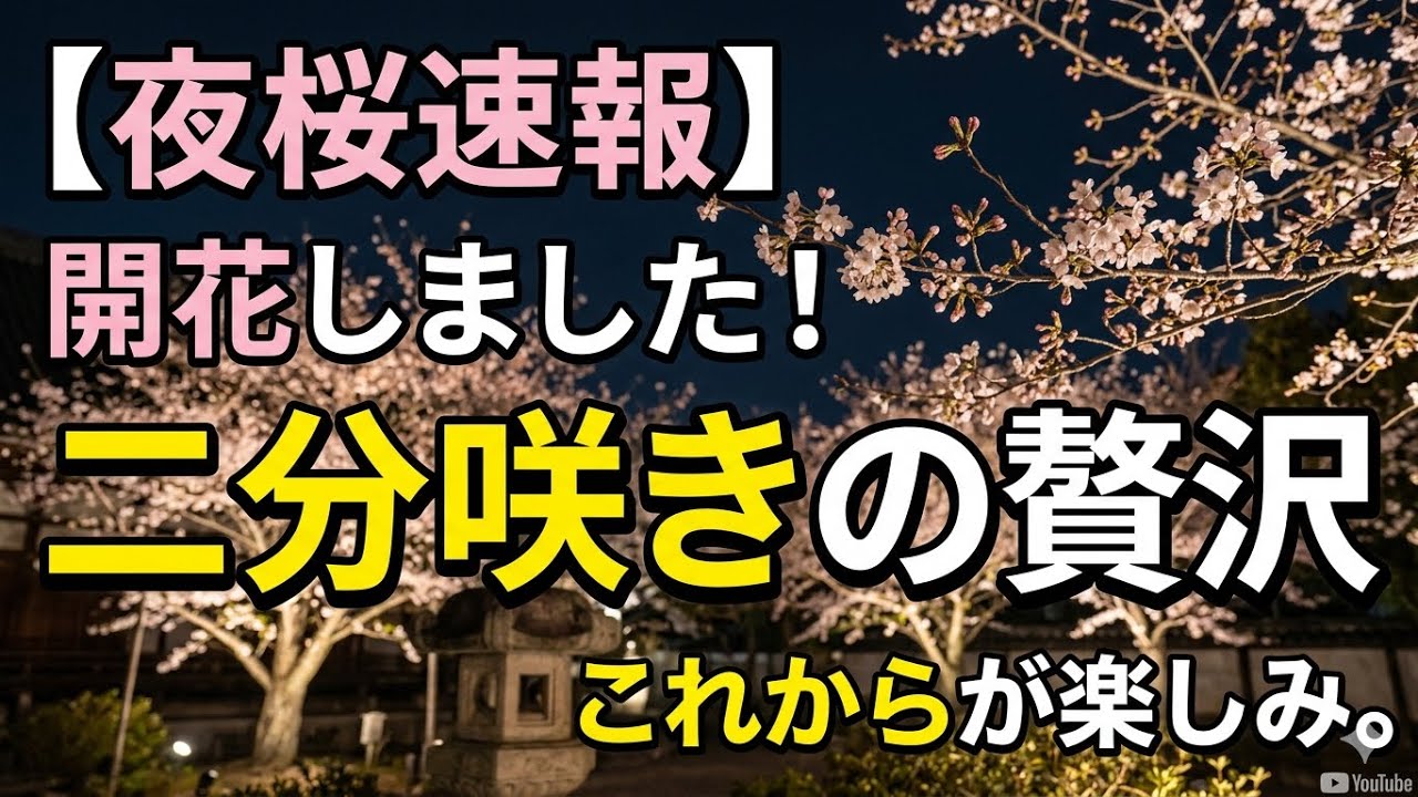 夜桜速報！ついに開花しました 🌸• 🌙 二分咲きの贅沢。静かな夜のお散歩🚶‍♀️