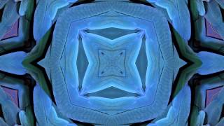 Denzal Park feat. Penelope Austin - Animal Heart (Chardy Remix) OUT ON BEATPORT