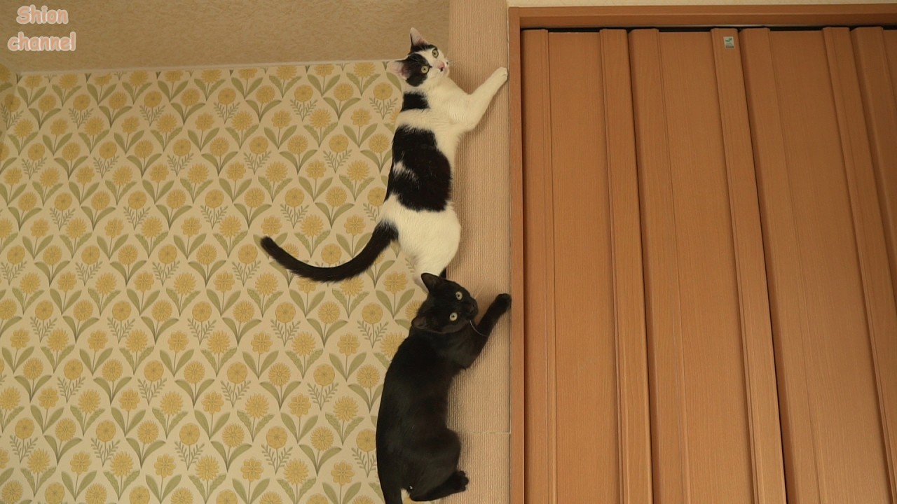 驚異のスピードで壁登りを習得するアスリートな猫たち