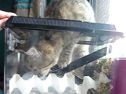 Heuschrecken? Hol ich mir selbst!