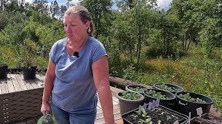 Disappointment in the Garden - Seedling Update - Gardening in Portugal