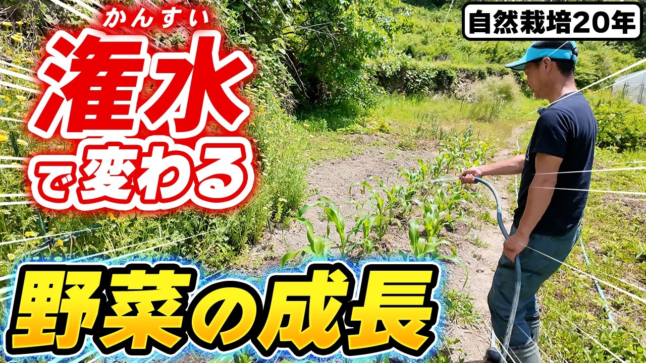 自然栽培の水やり極意と注意点