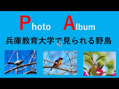 学校教育教員養成課程 兵庫教育大学で見られる野鳥（フォトアルバム１）
