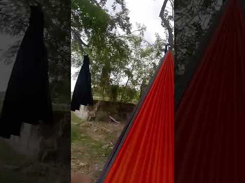 hammok nature trip x 3ppin