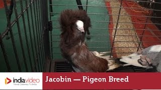 Jacobin - a Fancy Pigeon Breed